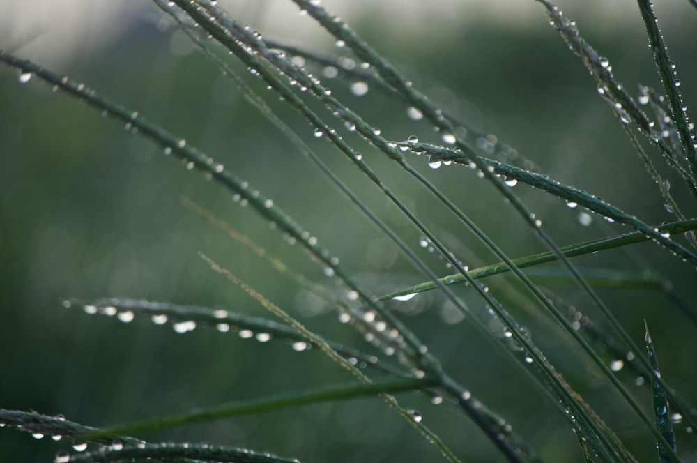 gotas de agua en la hierba verde durante el día