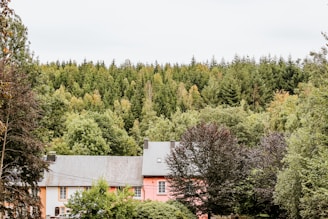 Several houses with gray roofs are nestled among dense trees, with a lush green forest in the background. The house on the right has a distinct pink facade. Tall trees frame the scene, indicating a serene, rural setting.