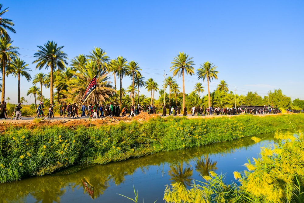 green coconut palm trees near body of water during daytime