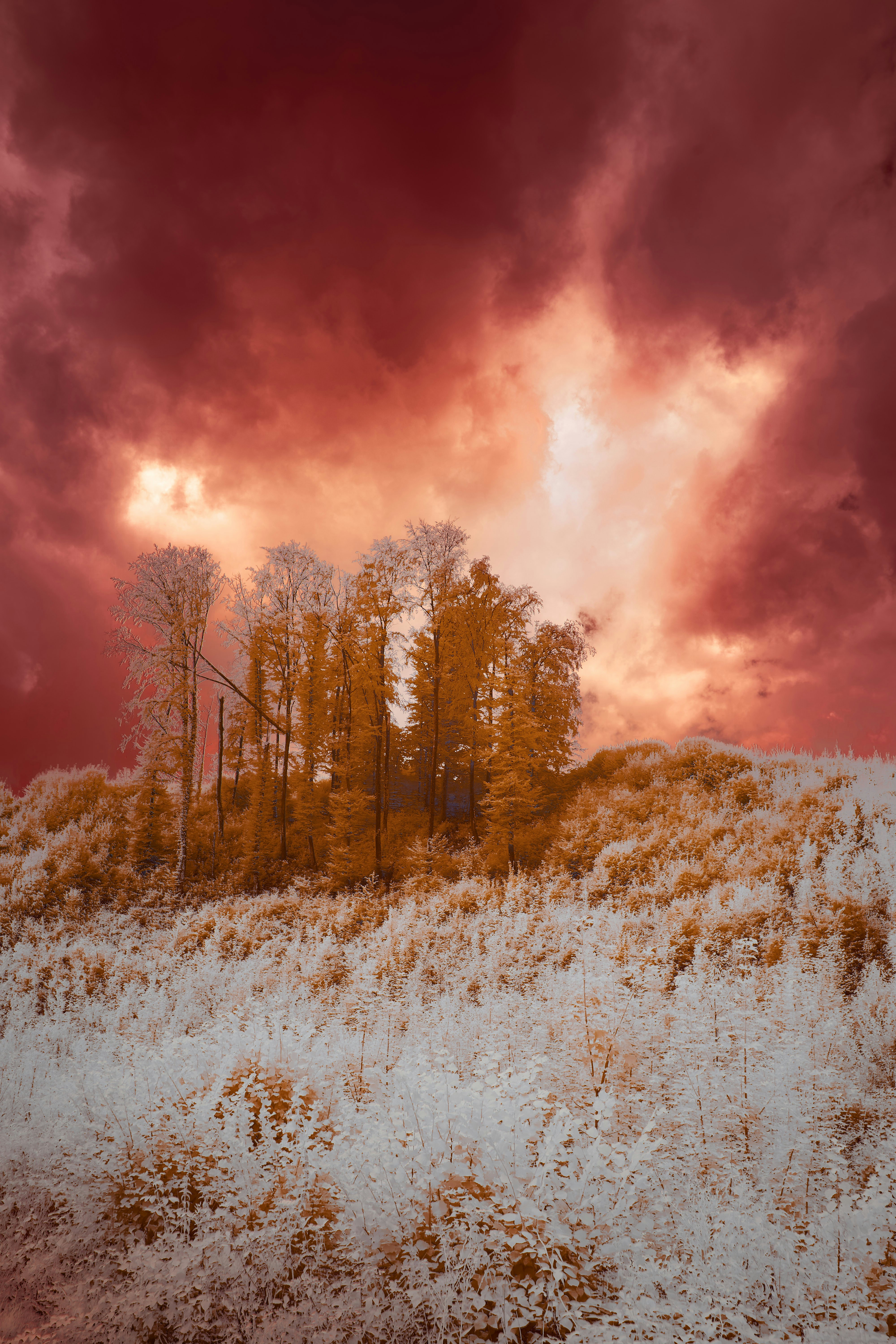 Photo by wolfgang_hasselmann