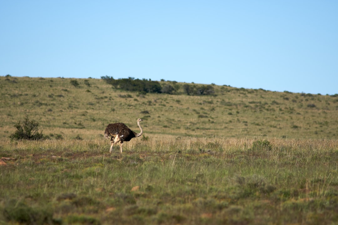 brown and black ostrich on green grass field during daytime