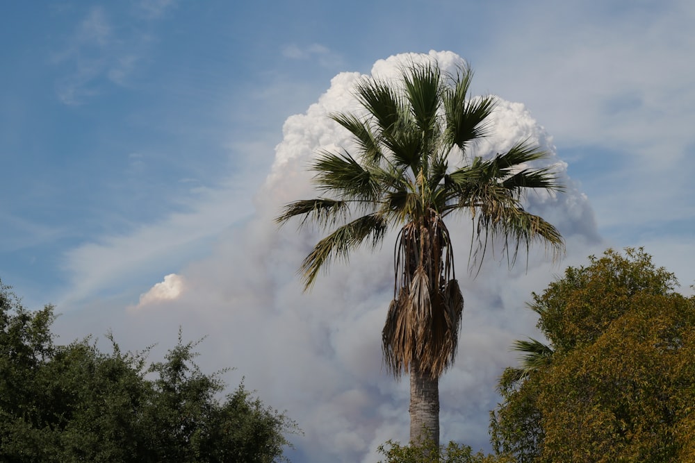 green palm tree under white clouds and blue sky during daytime