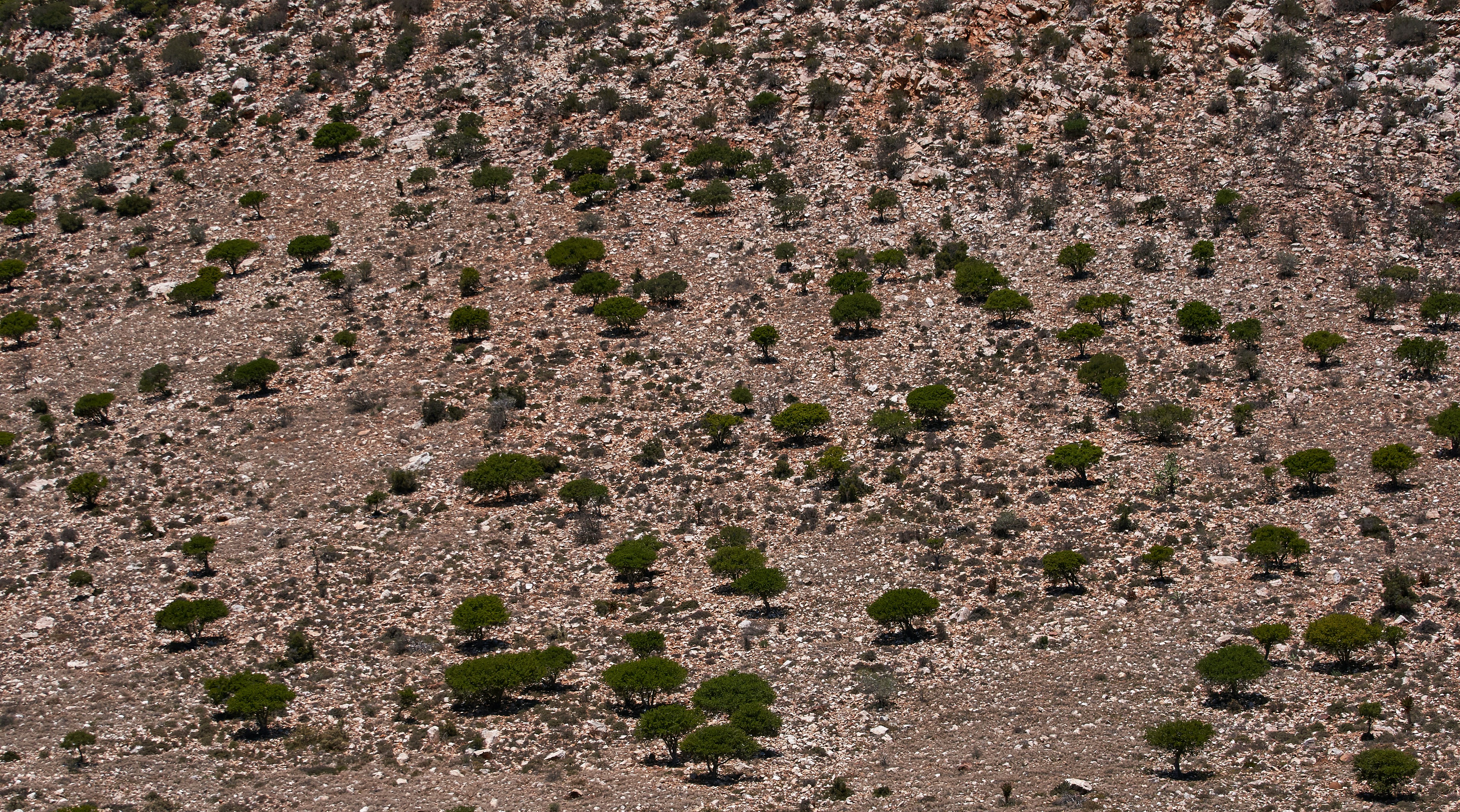 gray and black stones on ground ground teams background