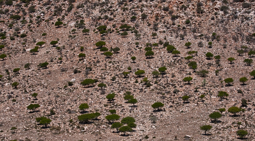 gray and black stones on ground