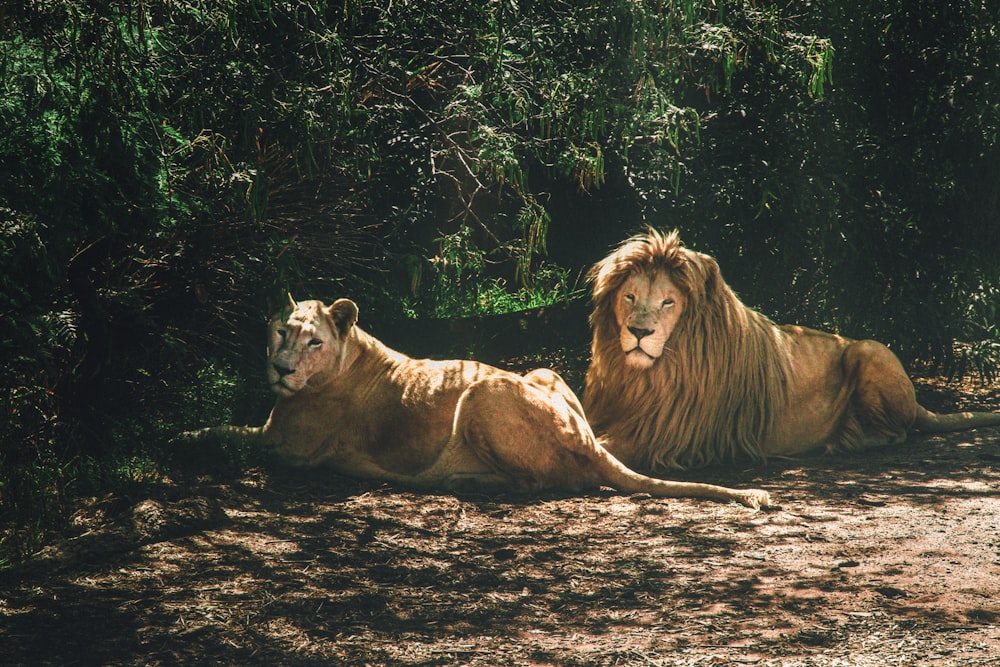 lion lying on ground beside green trees during daytime