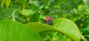 A small red and black insect is perched on a bright green leaf, surrounded by lush greenery and foliage in the background.