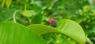 A small red and black insect is perched on a bright green leaf, surrounded by lush greenery and foliage in the background.