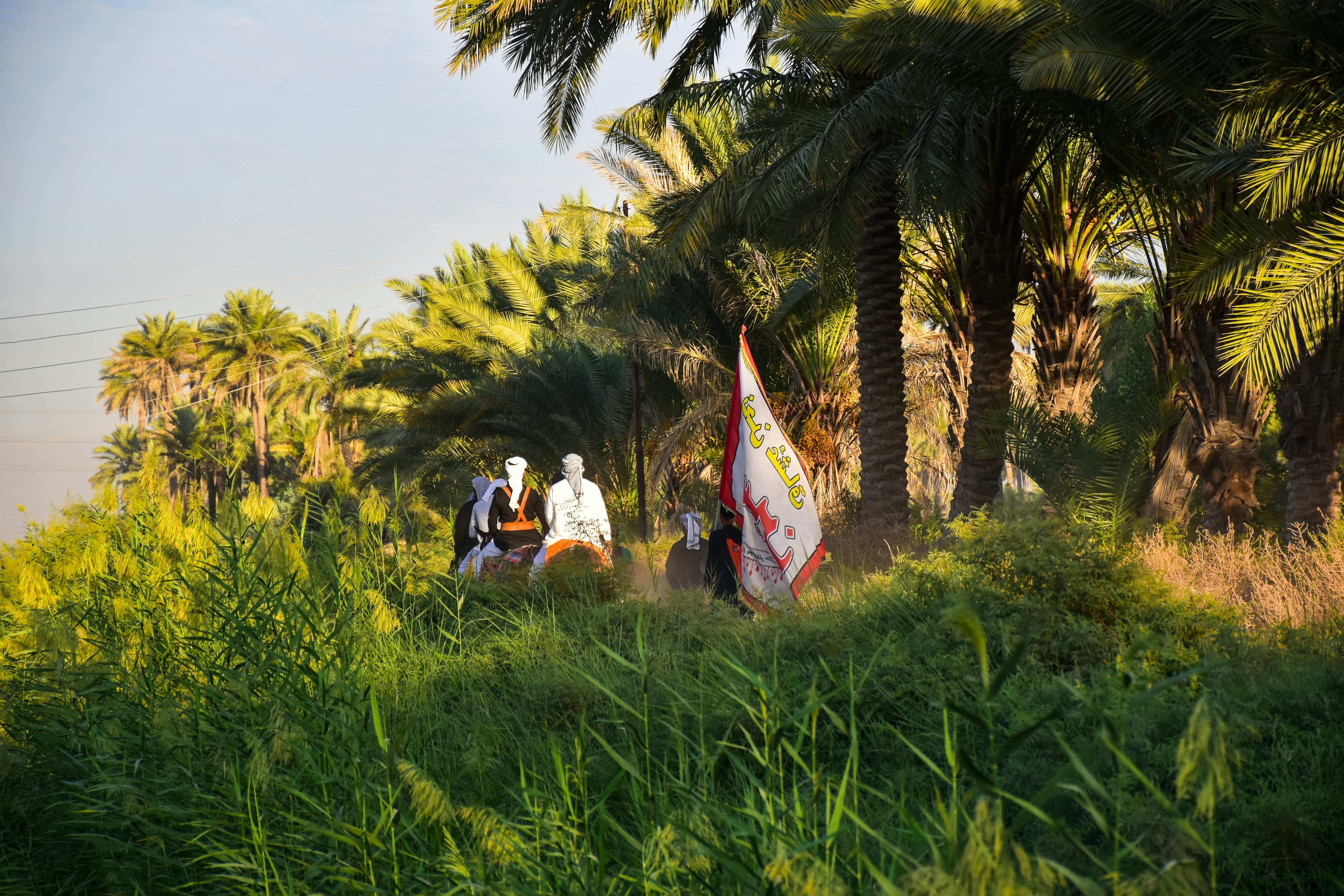 كل ما تحتاج معرفته عن نبات الهليوتروبيوم باكفيروم