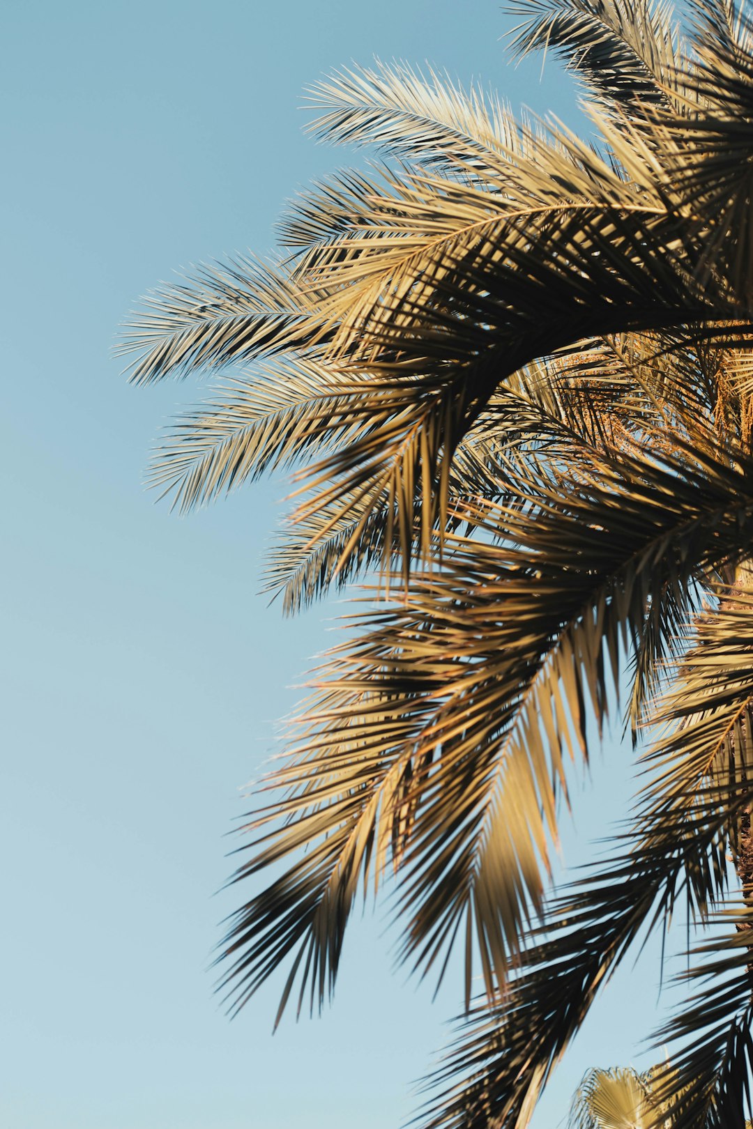 green palm tree under blue sky during daytime