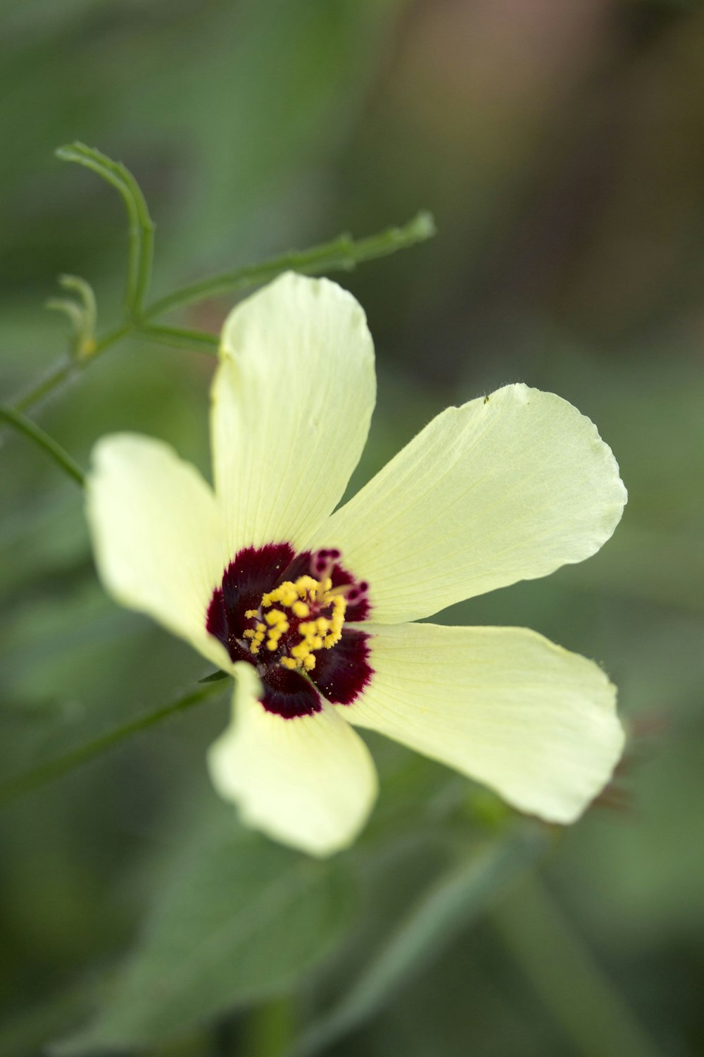 white flower in tilt shift lens