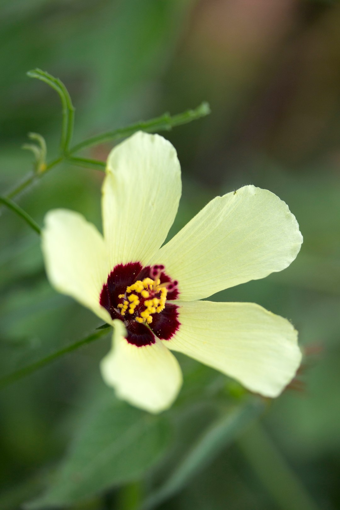 white flower in tilt shift lens