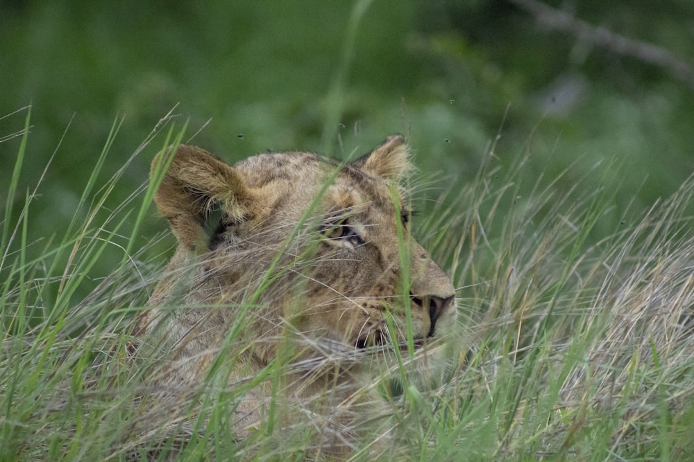 brown lion on green grass during daytime