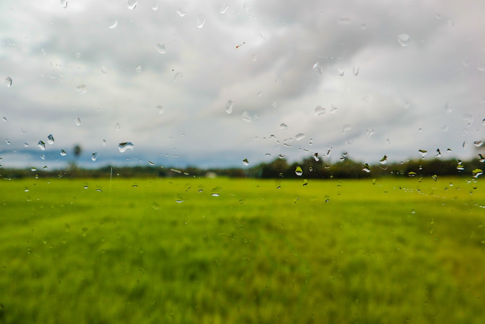 green grass field under gray clouds