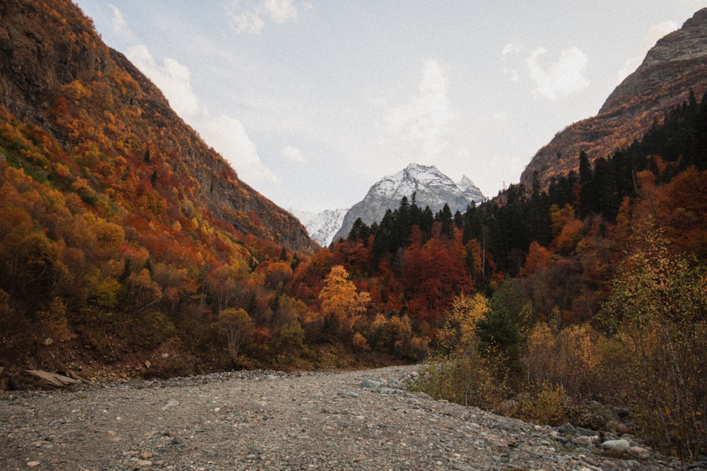 green and brown trees near mountain under white clouds during daytime