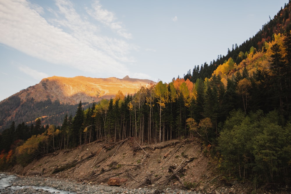 green trees near brown mountain under blue sky during daytime