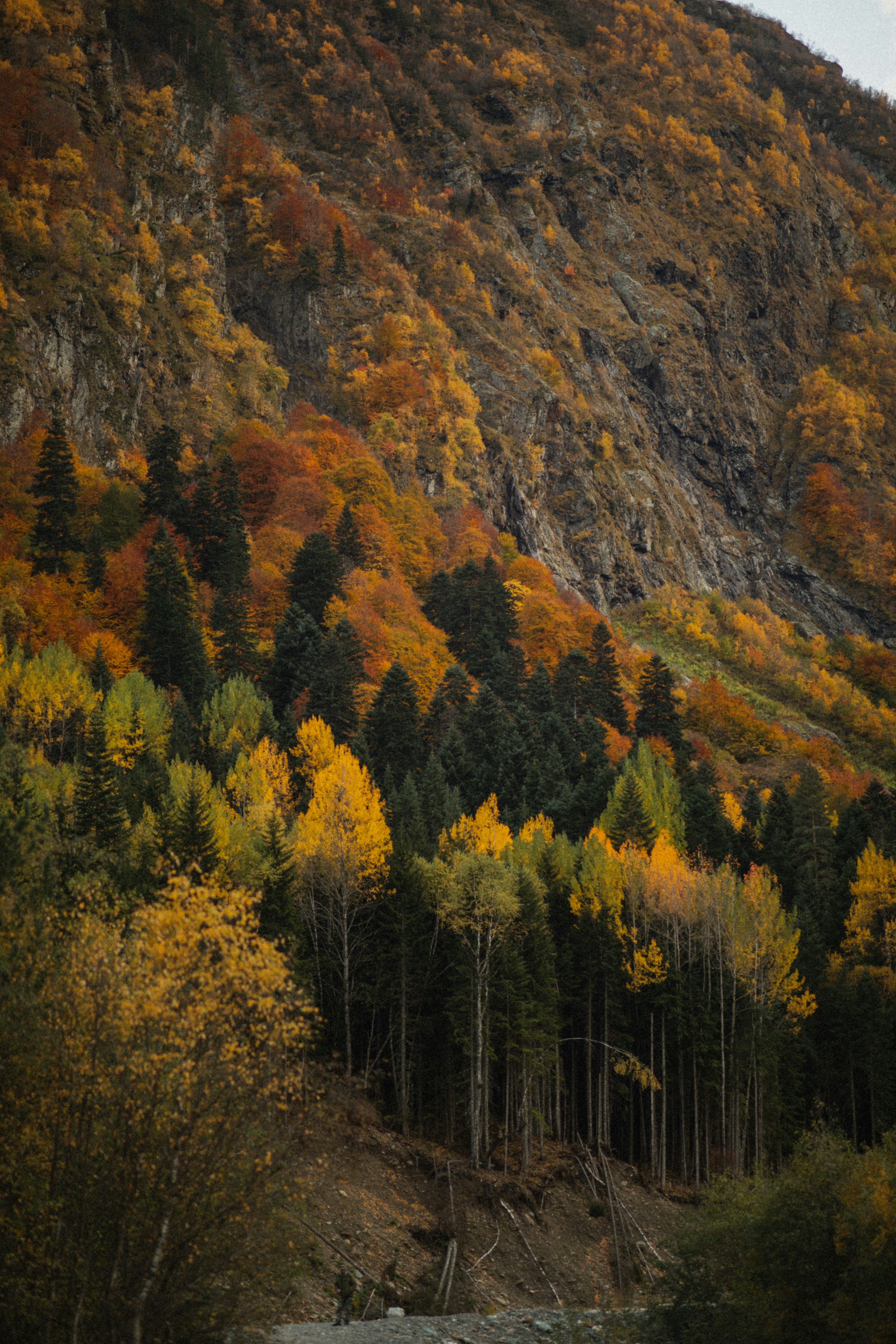 green and yellow trees on mountain during daytime