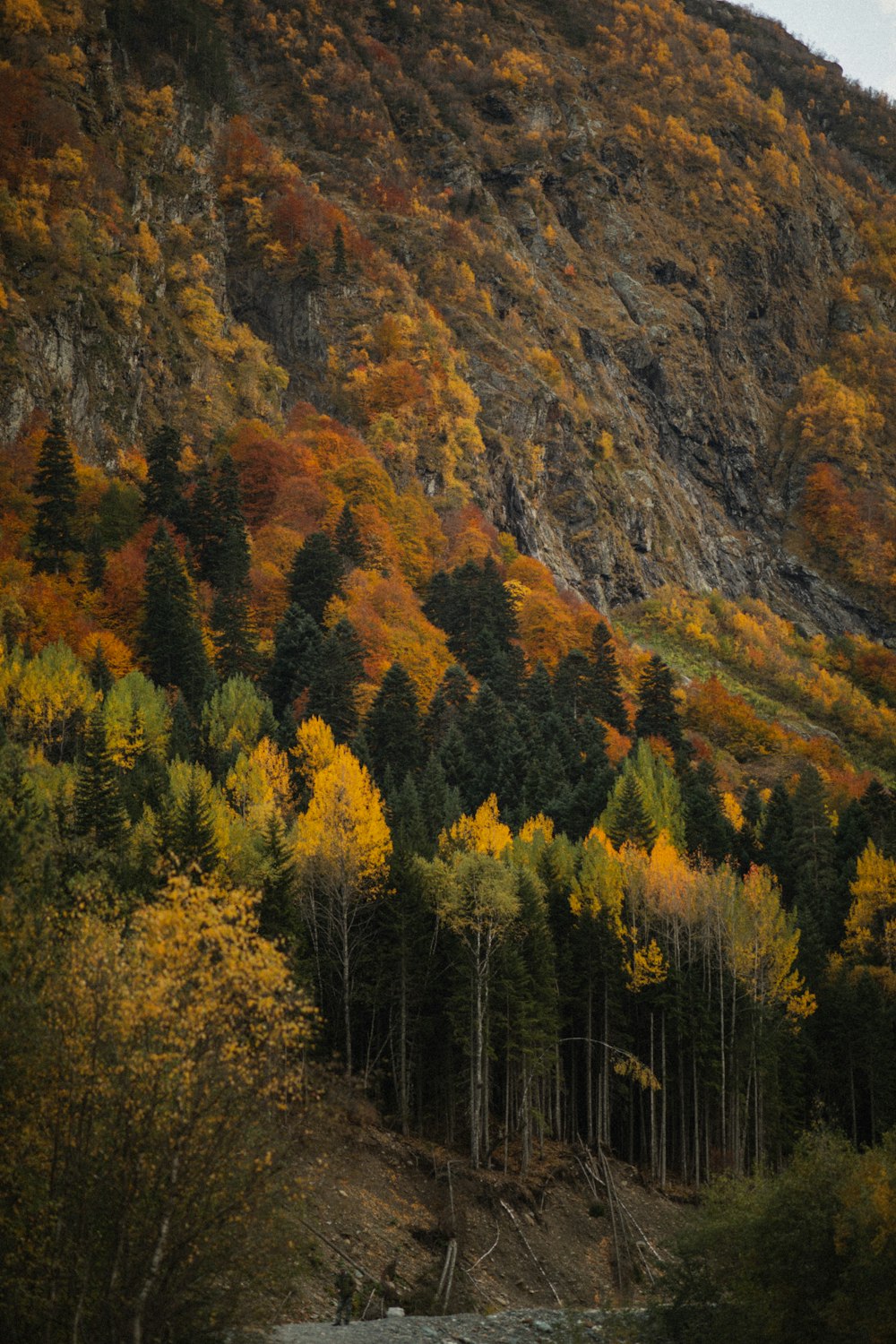 green and yellow trees on mountain during daytime