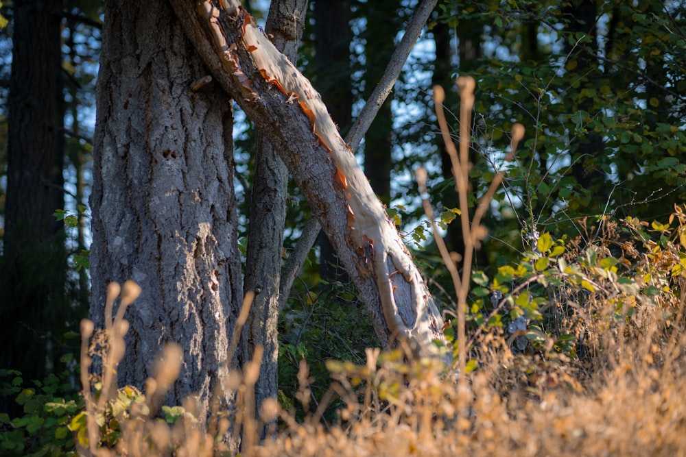 brown tree trunk with yellow flowers