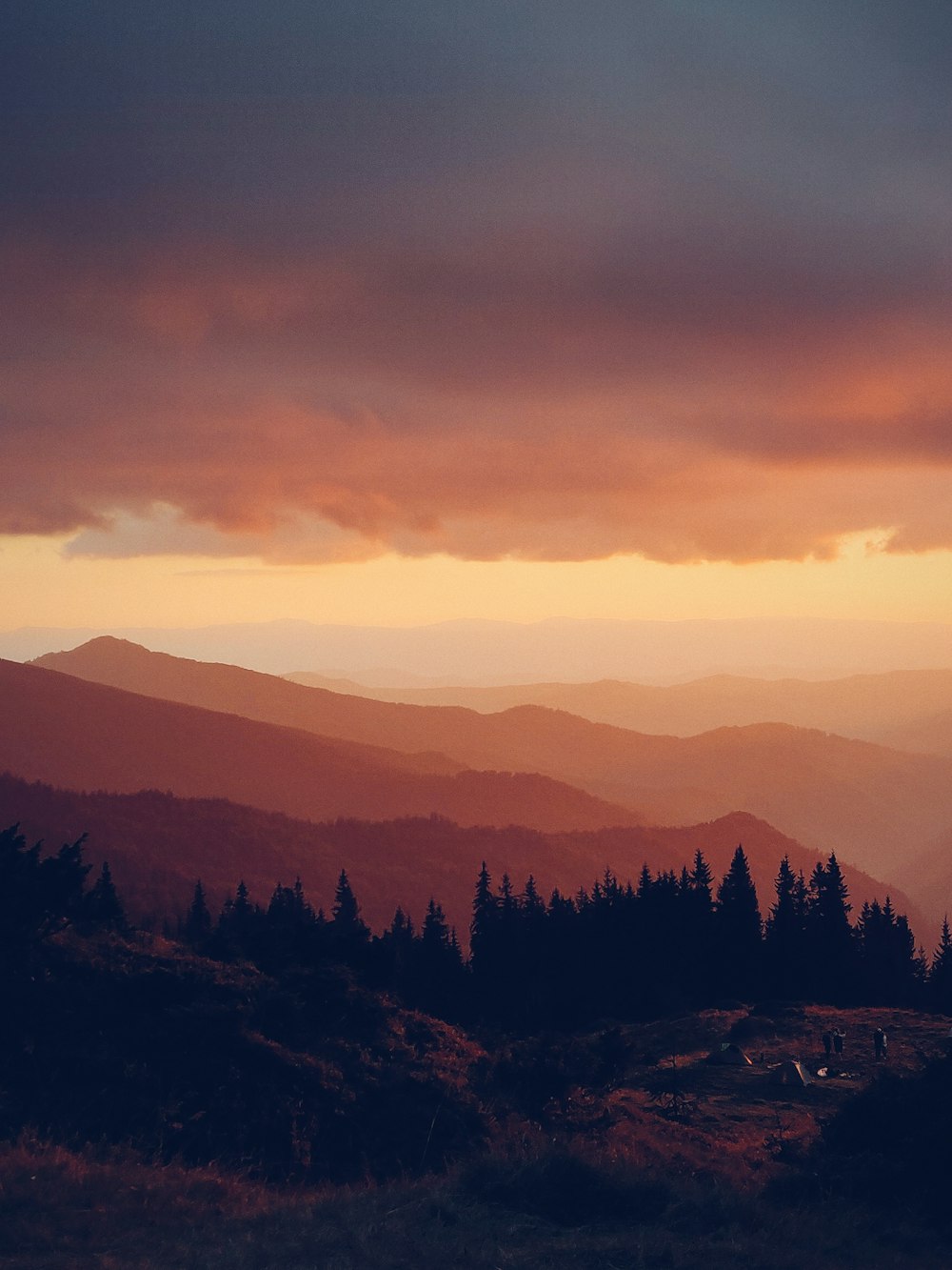 silhouette of trees during sunset