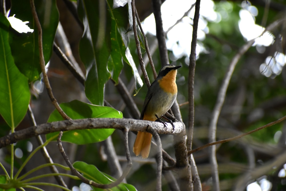 yellow and black bird on tree branch