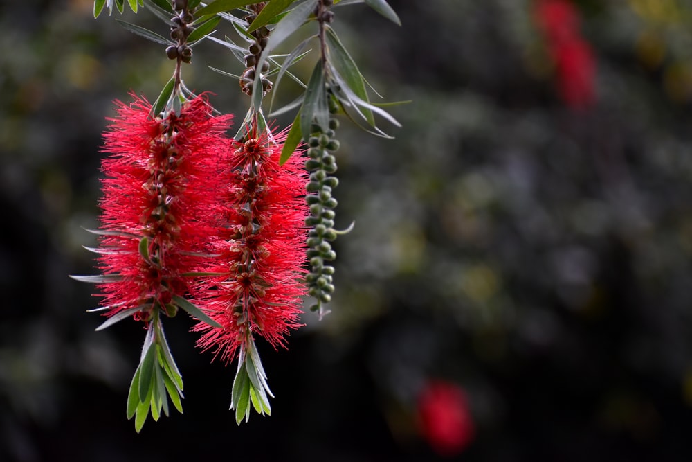 red flower in tilt shift lens