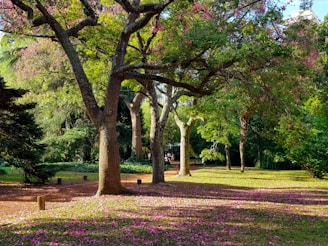 green and brown trees on green grass field during daytime
