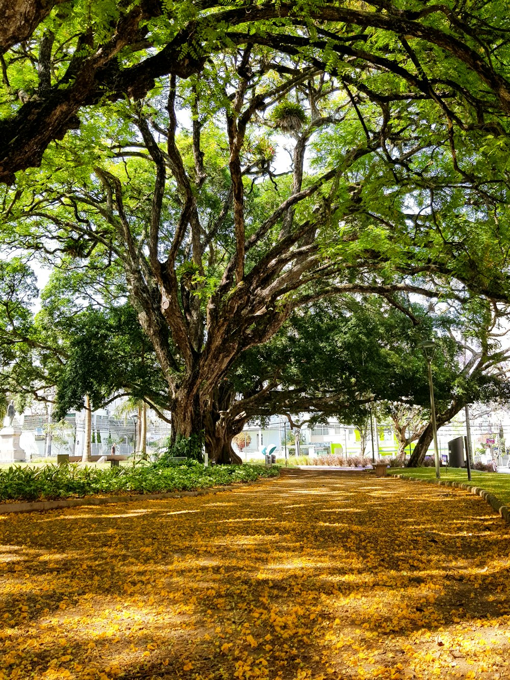 alberi verdi su campo di erba marrone durante il giorno