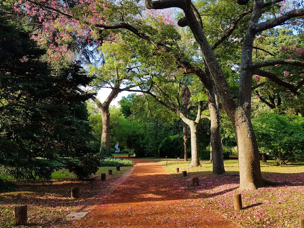 brown pathway between green trees during daytime