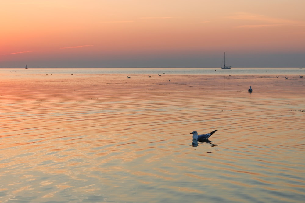 Weißer Vogel, der tagsüber über das Meer fliegt