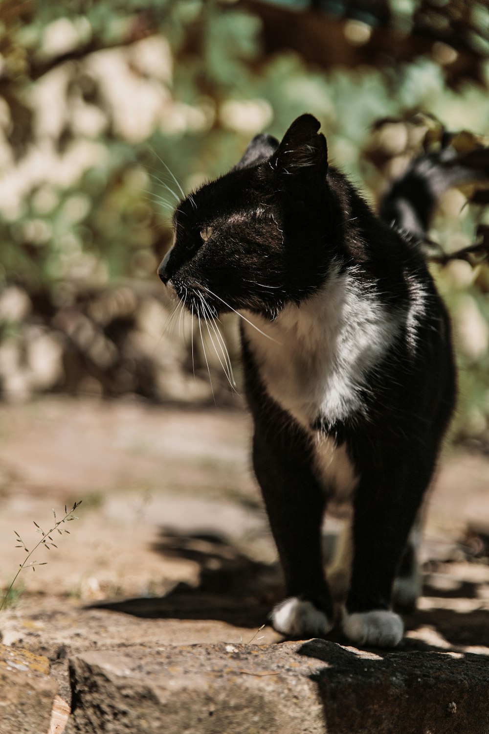 black and white cat on brown dirt