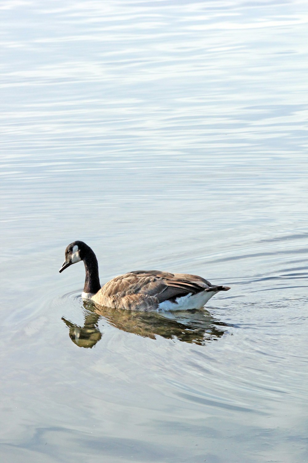 brown duck on water during daytime