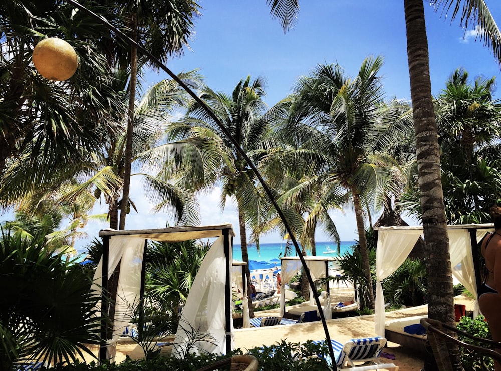 coconut tree near beach during daytime