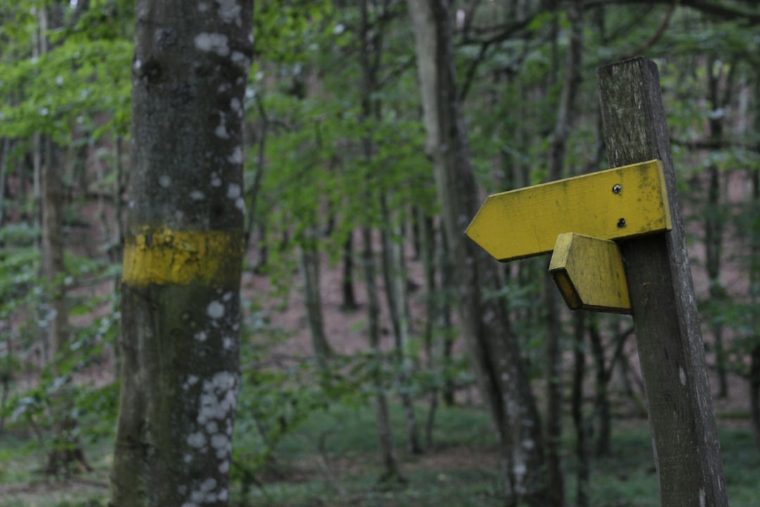 Forest photo spot Skåne Mariestad