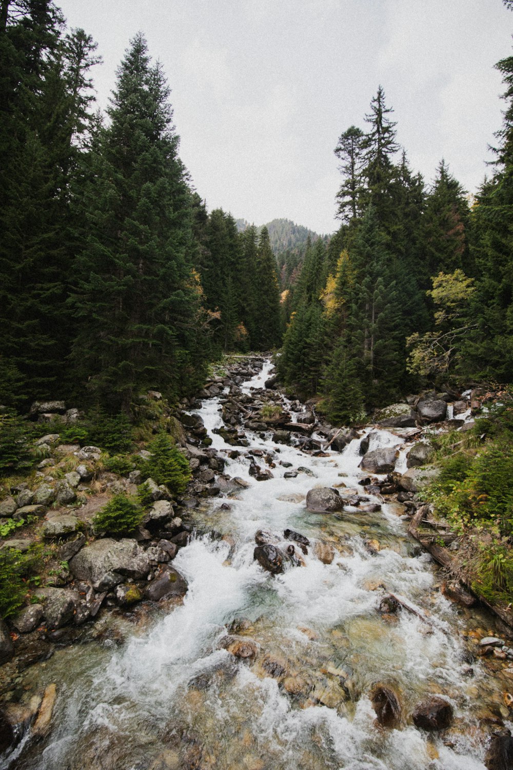 river in the middle of green trees