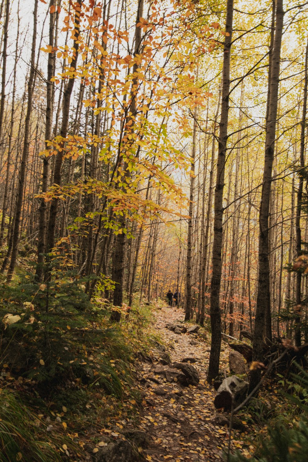 brown trees on brown soil