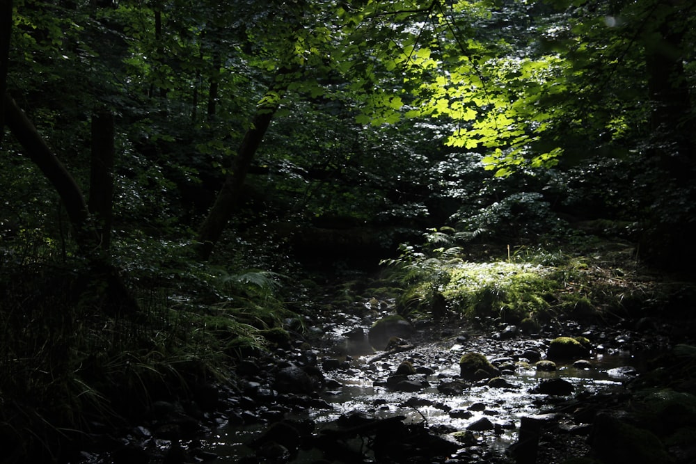 green trees and river during daytime