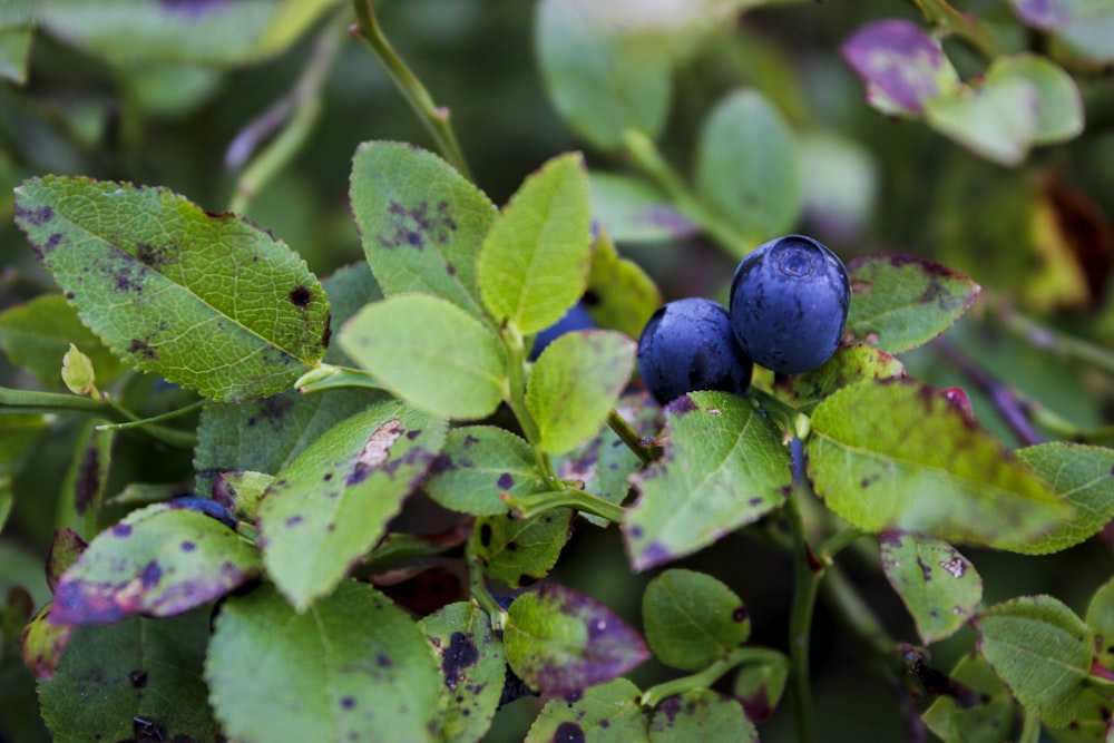 blue berries in tilt shift lens