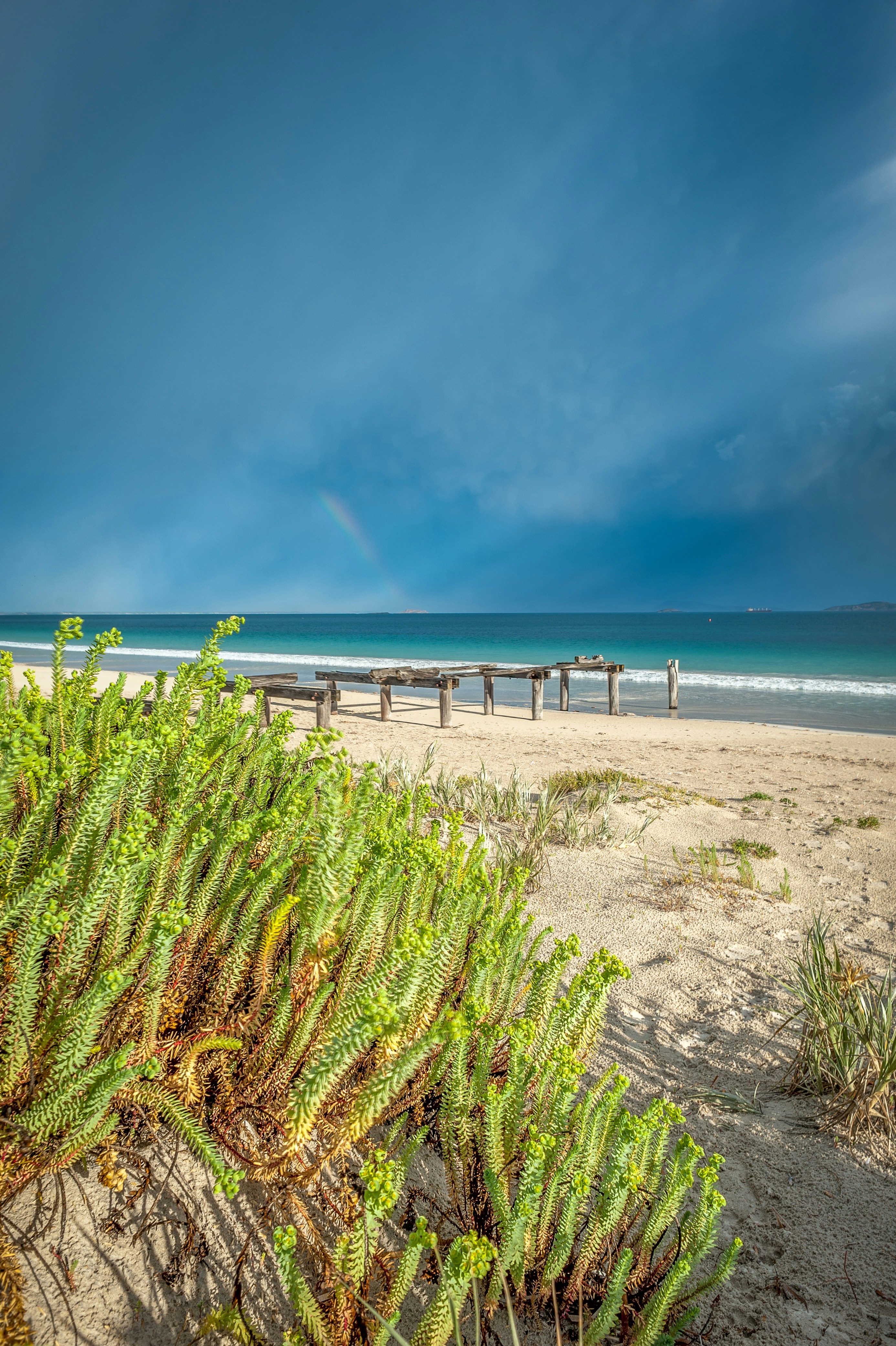 green grass on beach shore during daytime