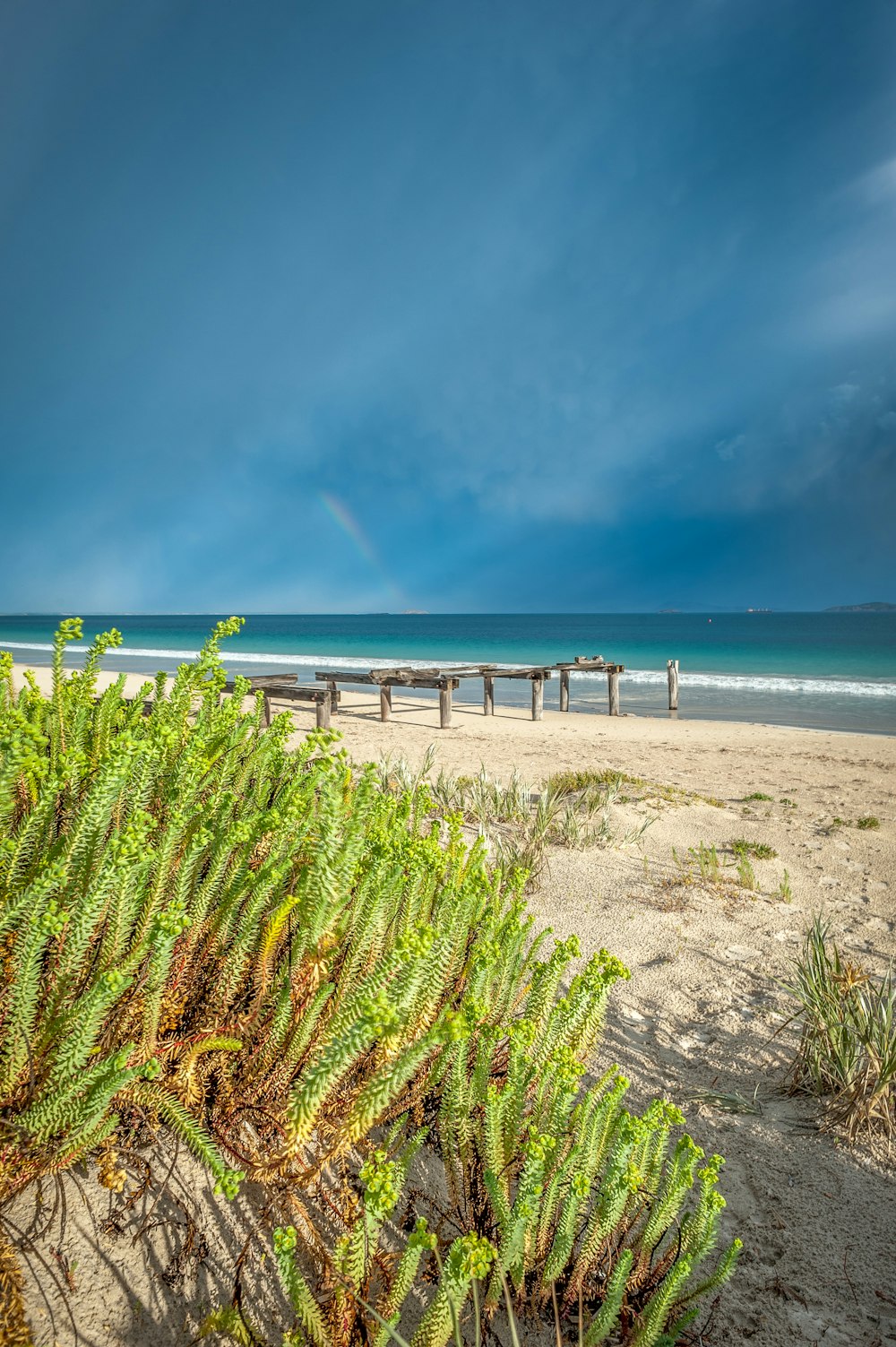 green grass on beach shore during daytime