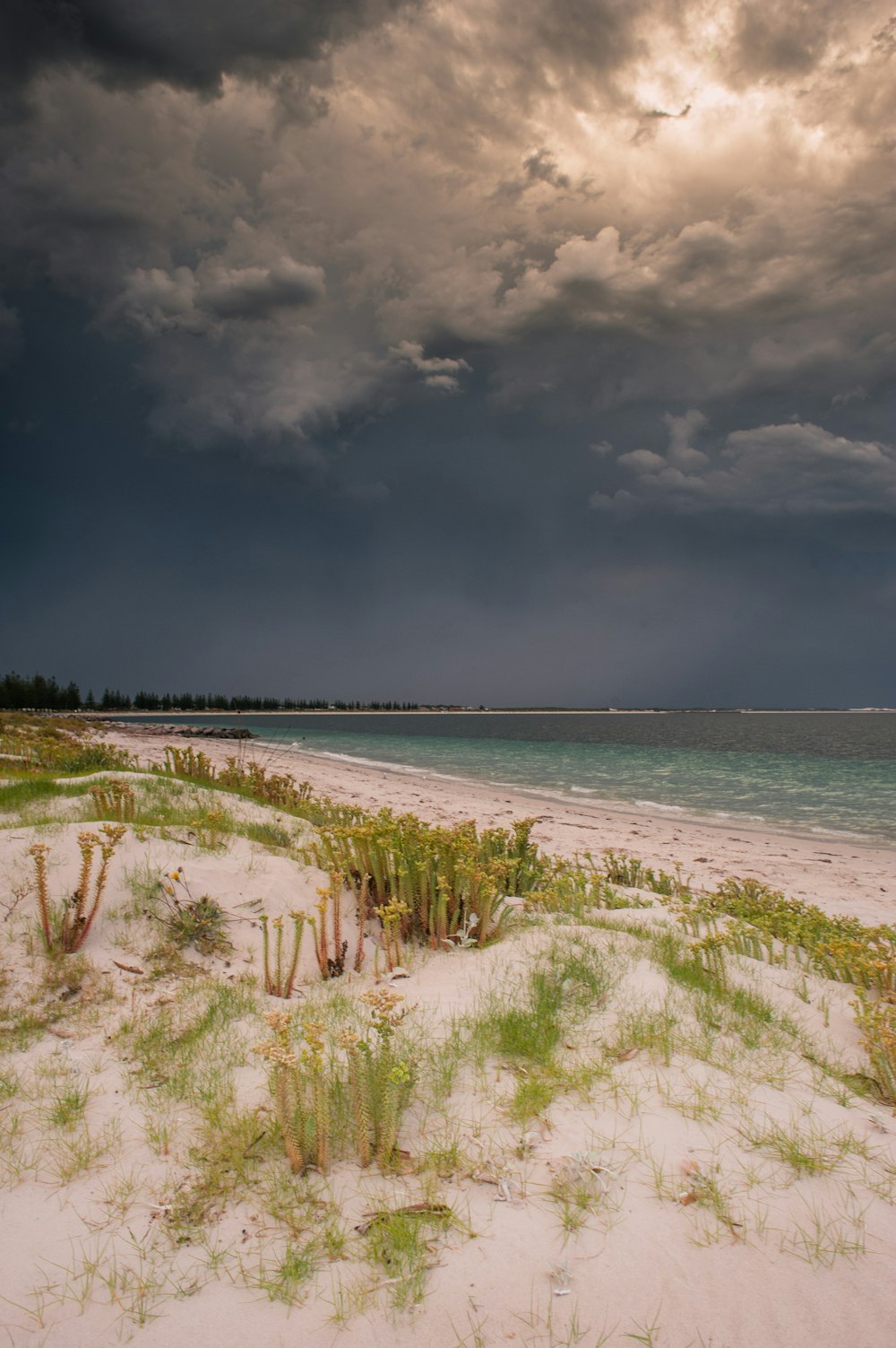 green grass on seashore under blue sky