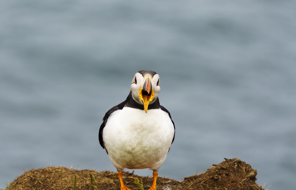 white and black bird on brown rock