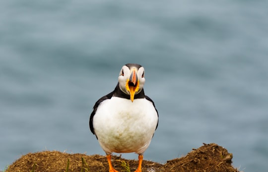 white and black bird on brown rock in Treshnish Isles United Kingdom