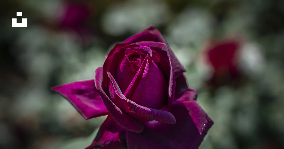 Rose rouge en fleurs pendant la journée photo – Image gratuite de Fleur ...