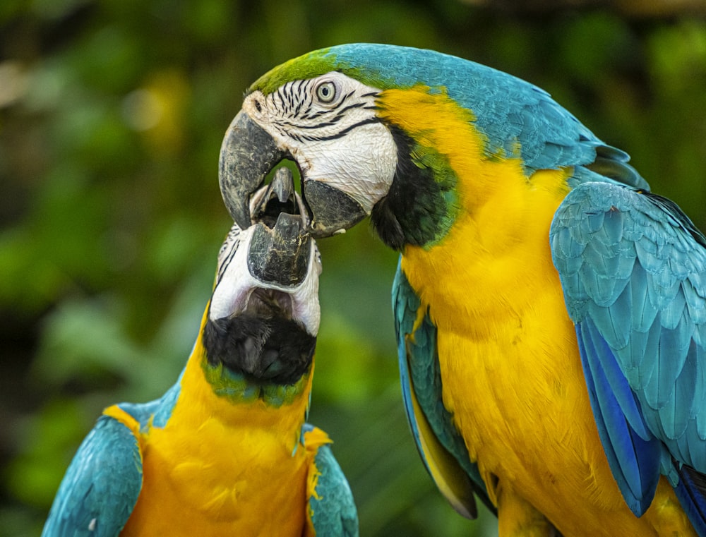 blau-gelber und grüner Papagei
