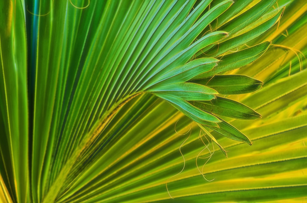 green banana leaf in close up photography