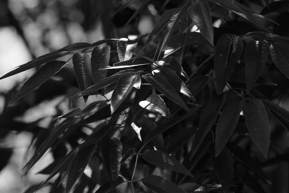 grayscale photo of green leaves