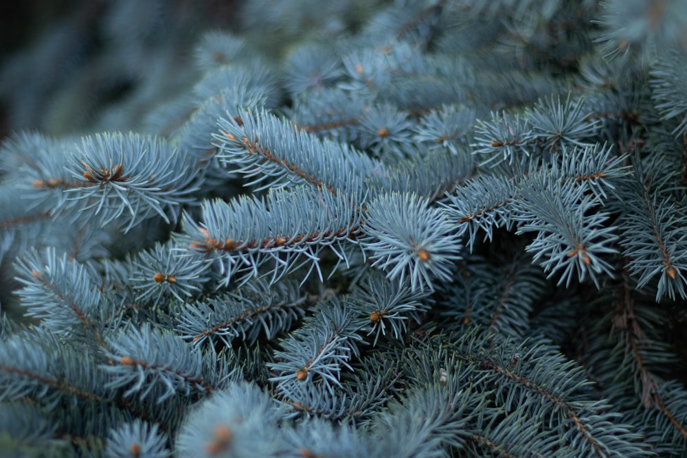 green pine tree covered with snow