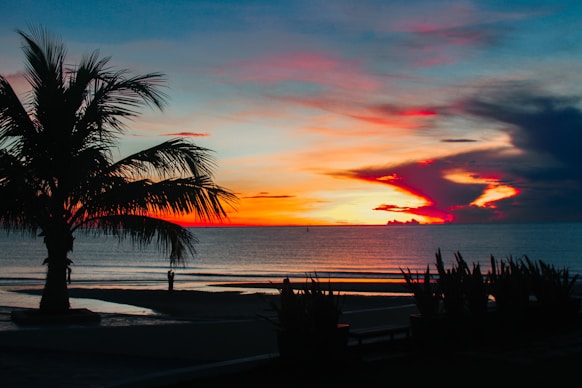silhouette of palm tree near body of water during sunset