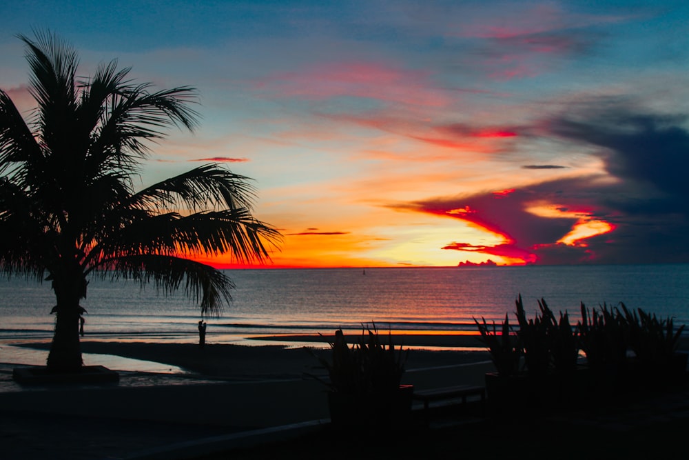 silhouette of palm tree near body of water during sunset