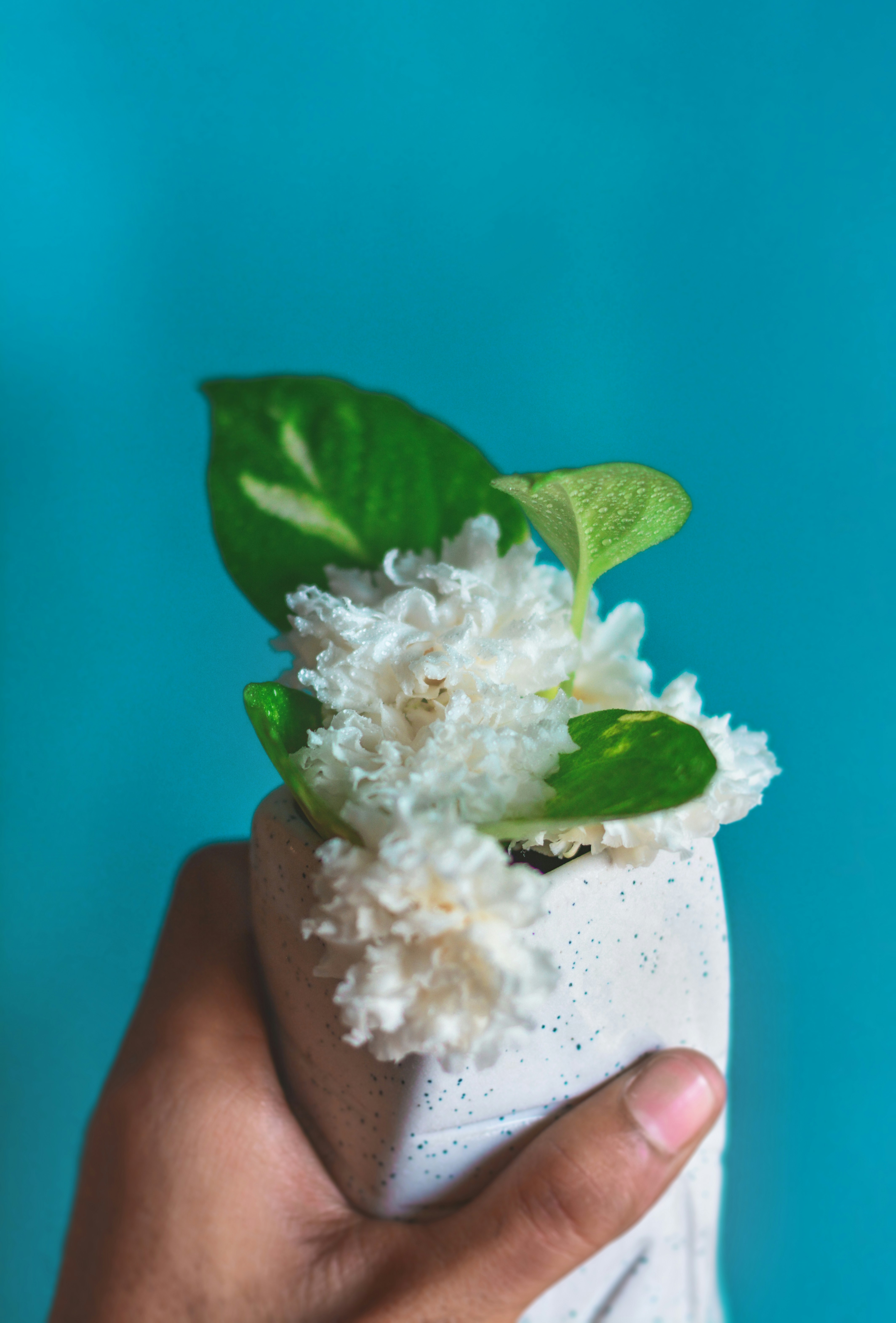 person holding white flower with green leaves